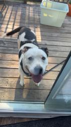 Found/Stray Female Dog last seen Brooks Ave, Nashville, TN 37115