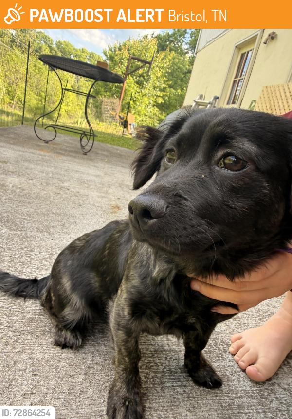 Found/Stray Female Dog last seen Belle Brooke ests , Bristol, TN 37620