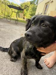 Found/Stray Female Dog last seen Belle Brooke ests , Bristol, TN 37620