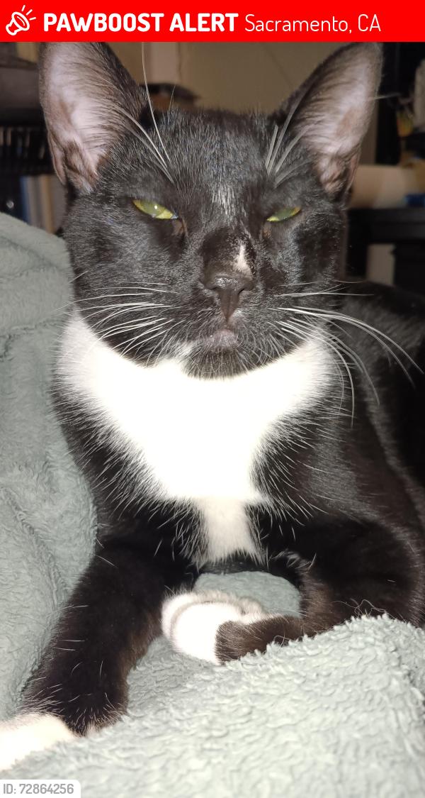 Lost Male Cat last seen Near froom circle , Sacramento, CA 95827