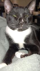 Lost Male Cat last seen Near froom circle , Sacramento, CA 95827
