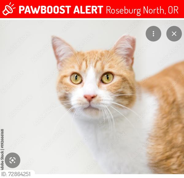 Lost Male Cat last seen Rivers edge rv park. Across the street from amacher park, Roseburg North, OR 97495