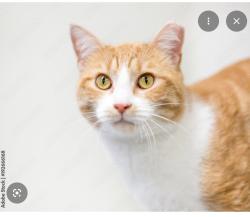 Lost Male Cat last seen Rivers edge rv park. Across the street from amacher park, Roseburg North, OR 97495