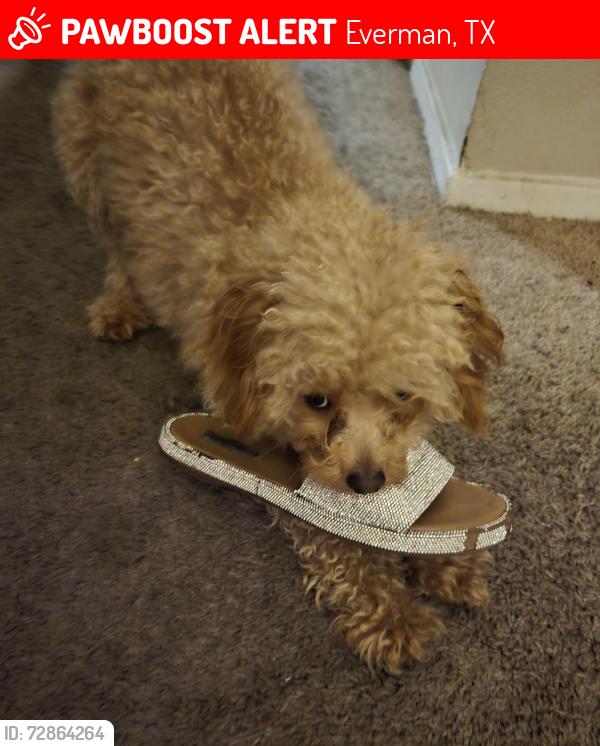 Lost Male Dog last seen Evening parkway , Everman, TX 76140