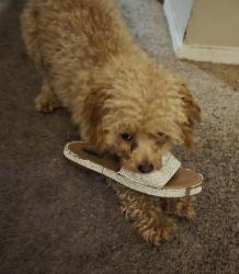 Lost Male Dog last seen Evening parkway , Everman, TX 76140