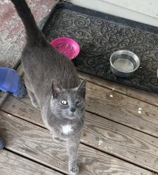 Lost Unknown Cat last seen West Pennsylvania Ave , Westover, WV 26504