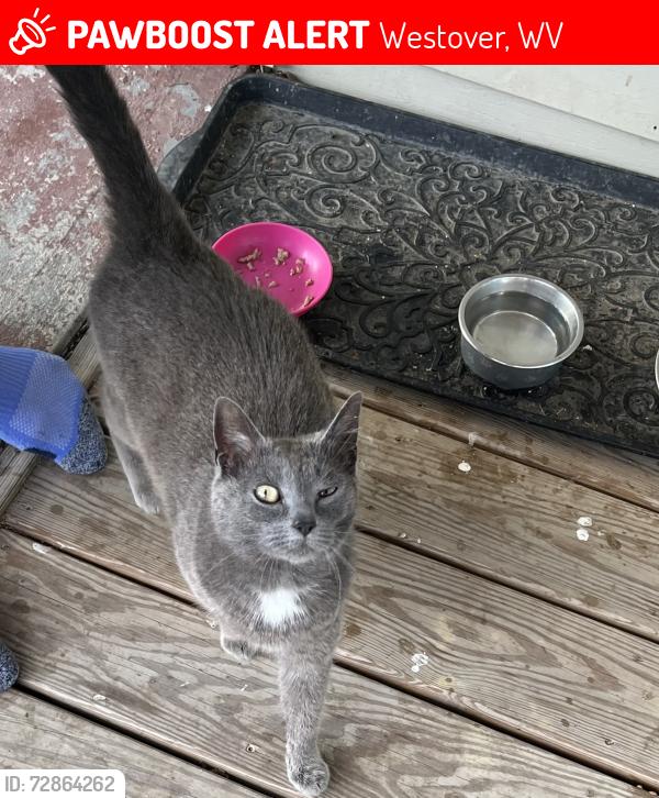 Lost Unknown Cat last seen West Pennsylvania Ave , Westover, WV 26504
