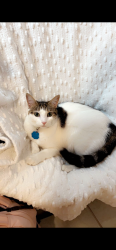 Lost Female Cat last seen Queens Ave and 31st st, McAllen, TX 78504