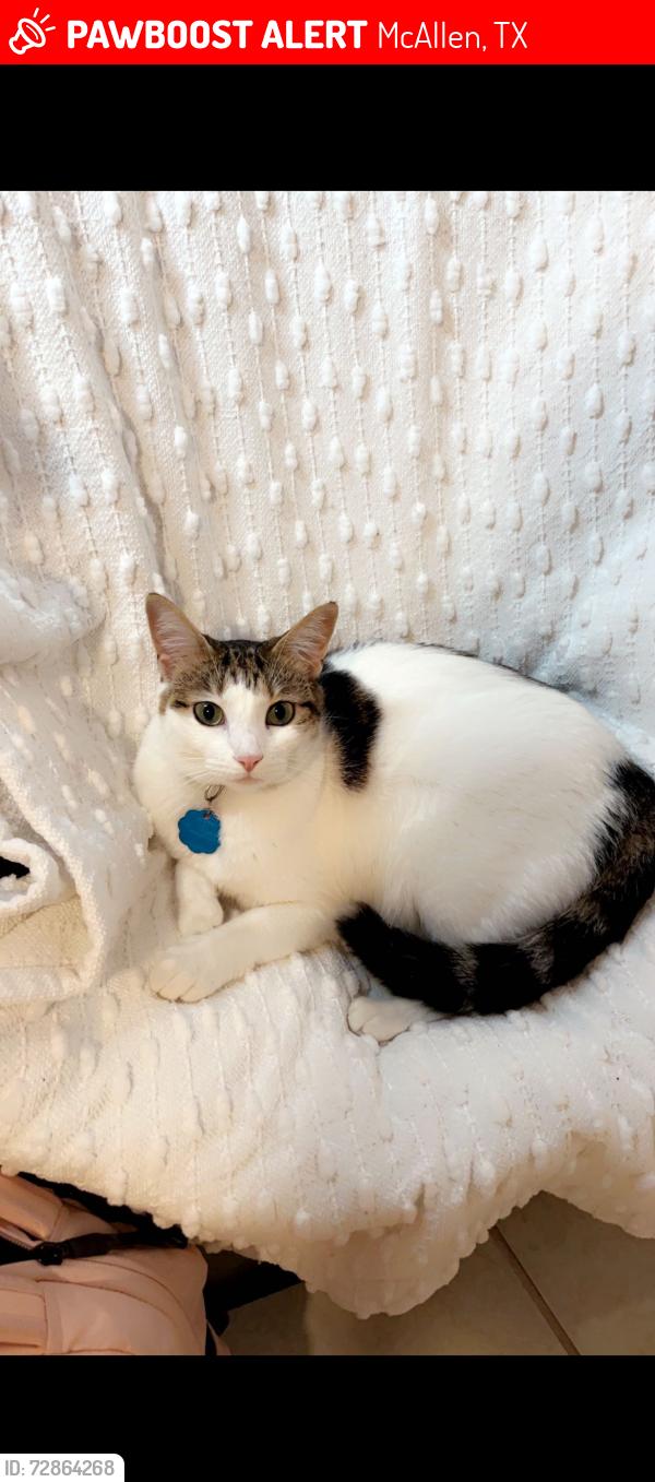Lost Female Cat last seen Queens Ave and 31st st, McAllen, TX 78504