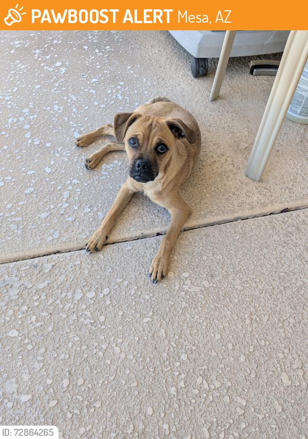 Found/Stray Male Dog last seen Baseline Rd. & Superstition Springs Blvd., Mesa, AZ 85209