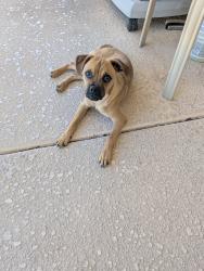 Found/Stray Male Dog last seen Baseline Rd. & Superstition Springs Blvd., Mesa, AZ 85209