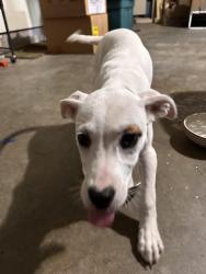 Found/Stray Unknown Dog last seen Harbor Freight on Bert Kouns , Shreveport, LA 71106