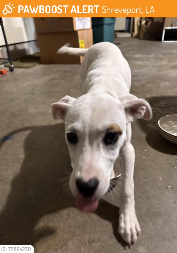 Found/Stray Unknown Dog last seen Harbor Freight on Bert Kouns , Shreveport, LA 71106
