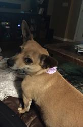 Lost Female Dog last seen Pinnacle peak rd and cashman drive, Phoenix , Phoenix, AZ 85050