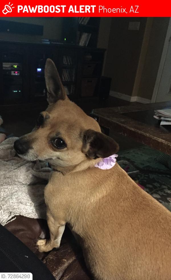 Lost Female Dog last seen Pinnacle peak rd and cashman drive, Phoenix , Phoenix, AZ 85050