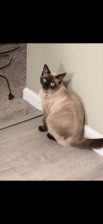 Lost Female Cat last seen Holt road and Sam jones , Indianapolis, IN 46241