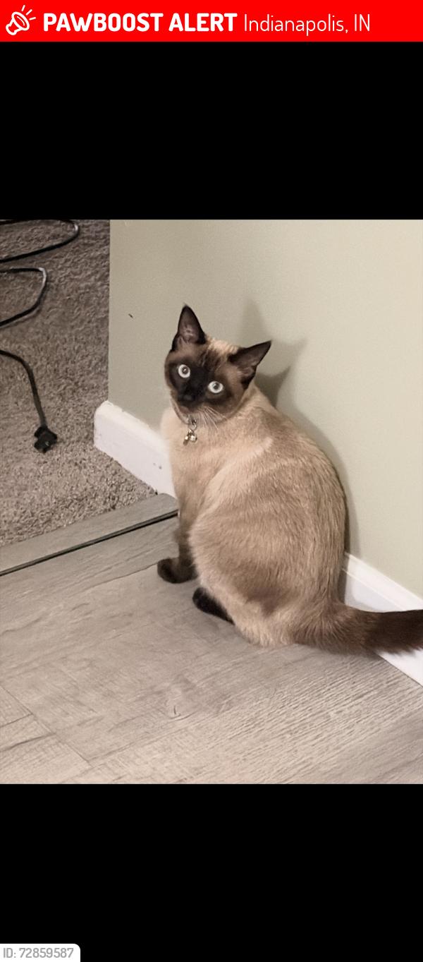 Lost Female Cat last seen Holt road and Sam jones , Indianapolis, IN 46241