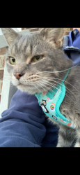 Reunited Male Cat last seen In Monaca, PA on Nimick Ave and Marshall Rd , Monaca, PA 15061