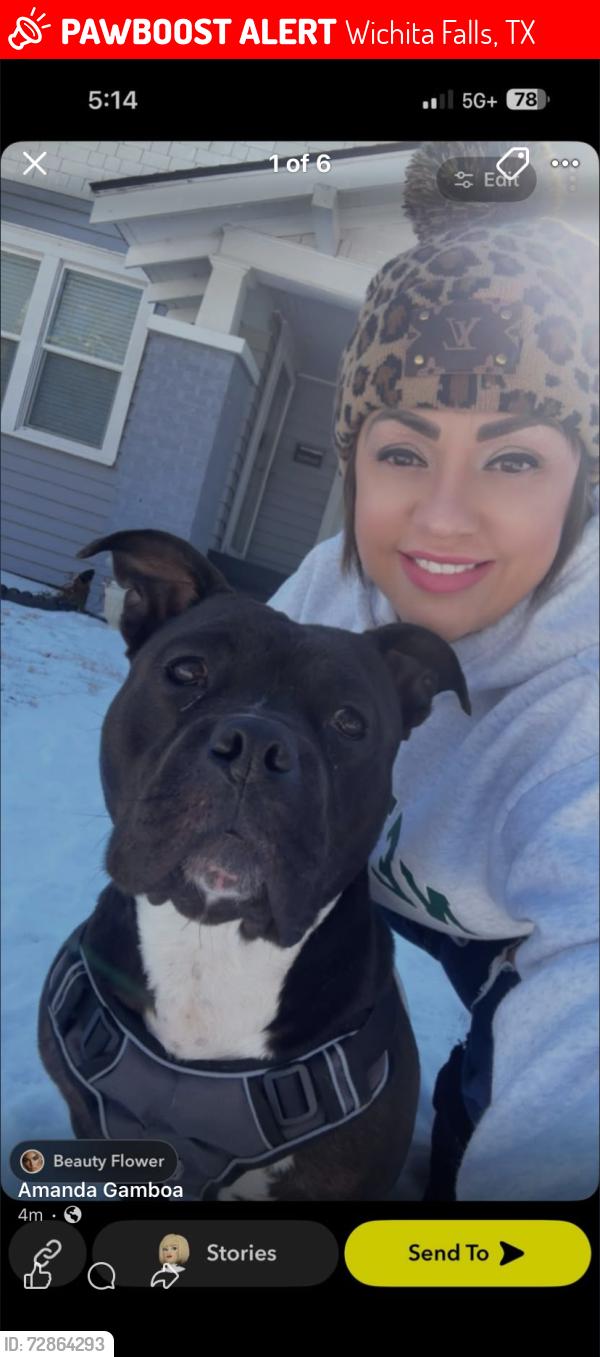 Lost Male Dog last seen Brook, Wichita Falls, TX 76301