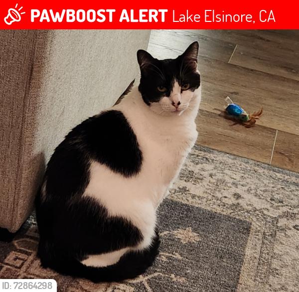 Lost Male Cat last seen Parkside Dr and Malone Dr, Lake Elsinore, CA 92532