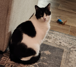 Lost Male Cat last seen Parkside Dr and Malone Dr, Lake Elsinore, CA 92532