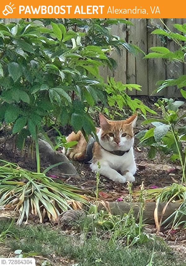 Found/Stray Unknown Cat last seen Wearing a gray harness with what looks like fish bones on it, Alexandria, VA 22310