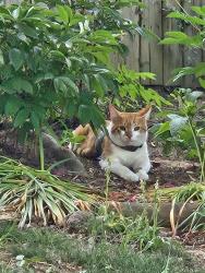 Found/Stray Unknown Cat last seen Wearing a gray harness with what looks like fish bones on it, Alexandria, VA 22310