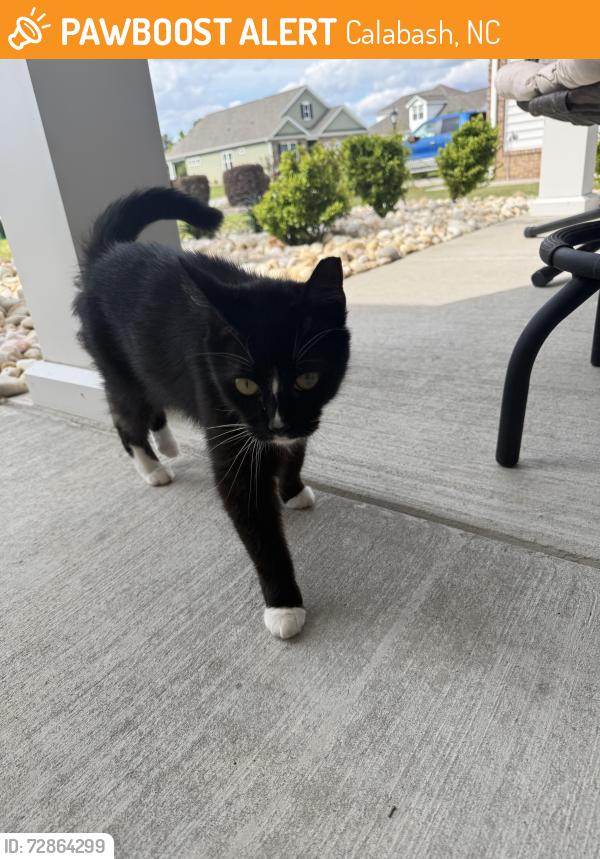 Found/Stray Female Cat last seen Brunswick Plantation, Calabash, NC 28467