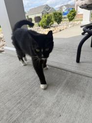 Found/Stray Female Cat last seen Brunswick Plantation, Calabash, NC 28467