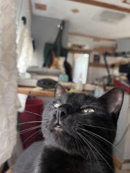 Lost Female Cat last seen 8th and Jefferson, Eugene, OR 97402