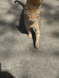 Found/Stray Unknown Cat last seen Florence Ave and Seward street, Evanston, IL 60202