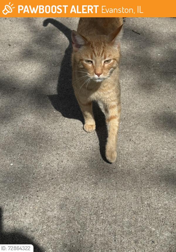 Found/Stray Unknown Cat last seen Florence Ave and Seward street, Evanston, IL 60202