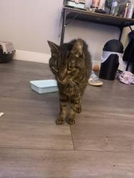 Found/Stray Female Cat last seen E tabor Ave , Fairfield, CA 94533