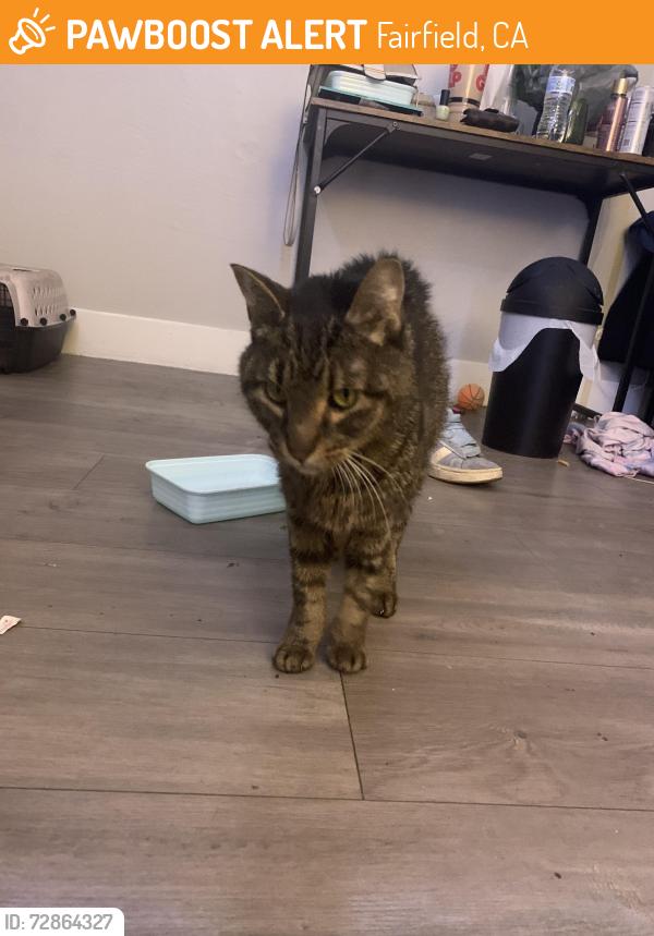 Found/Stray Female Cat last seen E tabor Ave , Fairfield, CA 94533