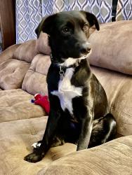 Lost Male Dog last seen Lima avenue on the roundabouts to get to the on ramp of I-75., Findlay, OH 45840