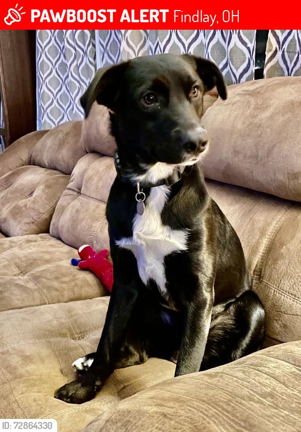 Lost Male Dog last seen Lima avenue on the roundabouts to get to the on ramp of I-75., Findlay, OH 45840
