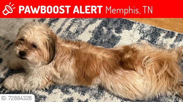Lost Female Dog last seen Reed ave & N Graham St, Memphis, TN 38108
