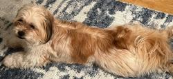 Lost Female Dog last seen Reed ave & N Graham St, Memphis, TN 38108