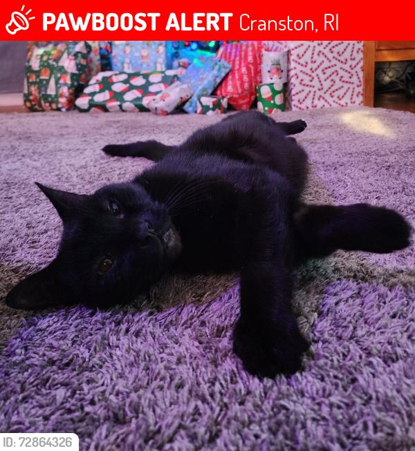 Lost Male Cat last seen Brookside Drive Cranston, Cranston, RI 02910