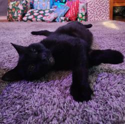 Lost Male Cat last seen Brookside Drive Cranston, Cranston, RI 02910