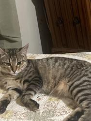 Lost Female Cat last seen Off Doucet Rd, Lafayette, LA 70503