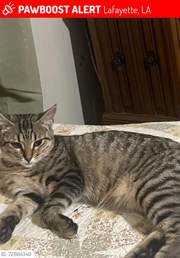 Lost Female Cat last seen Off Doucet Rd, Lafayette, LA 70503