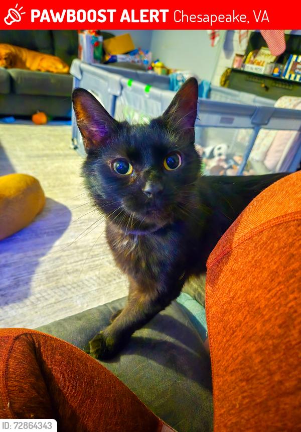 Lost Female Cat last seen Fentress and Colony Dr , Chesapeake, VA 23322