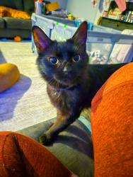 Lost Female Cat last seen Fentress and Colony Dr , Chesapeake, VA 23322