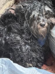 Found/Stray Unknown Dog last seen Crotona & Clinton, The Bronx, NY 10457