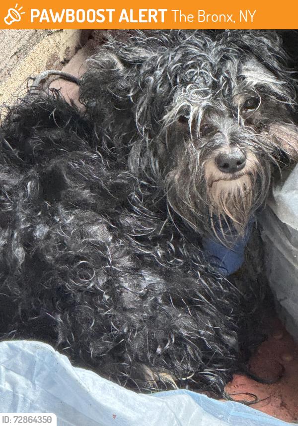 Found/Stray Unknown Dog last seen Crotona & Clinton, The Bronx, NY 10457