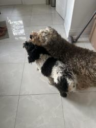Reunited Male Dog last seen Near Lytton blvd, Toronto, ON M4R 1L4