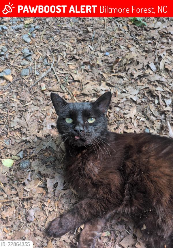 Lost Male Cat last seen Steele ave , Biltmore Forest, NC 28803