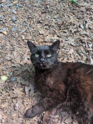 Lost Male Cat last seen Steele ave , Biltmore Forest, NC 28803