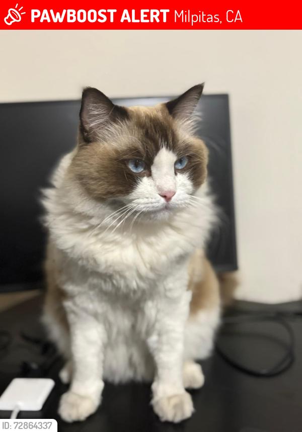 Lost Male Cat last seen temple and Canton Dr , Milpitas, CA 95035